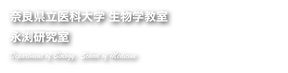 奈良県立医科大学 生物学教室
永渕研究室
Department of Biology, School of Medicine